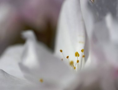A closeup shot of details on a blooming white flower with yellow seeds