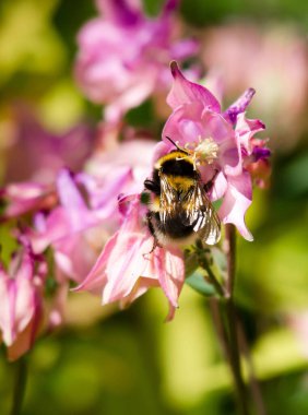 Pembe bir çiçek üzerinde bir yaban arısı.
