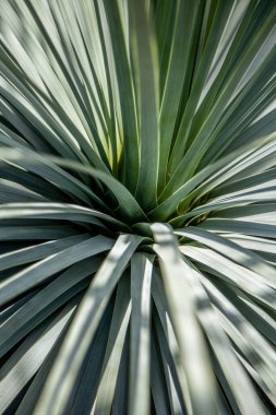 A vertical shot of Yucca plant leaves- perfect for backgrounds