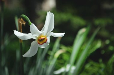 A white narcissus in a garden