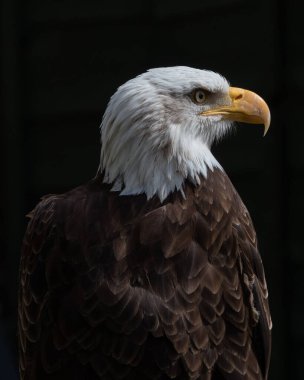 A vertical closeup of a Bald eagle looking aside on a dark background