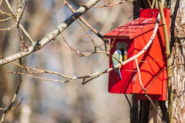 Red nest box with a blue tit .