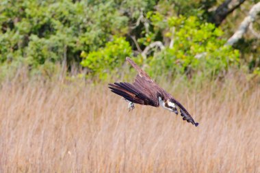 Sahanın üzerinde uçan bir Osprey manzarası