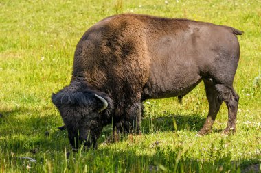 American Buffalo (Bizon bizonu) Yellowstone Ulusal Parkı, Wyoming, ABD 'de Geyser Buharı' nda Dinleniyor.