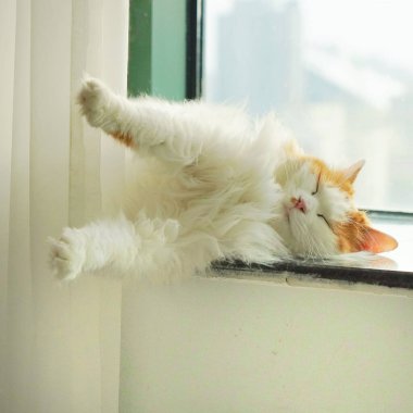 A beautiful furry cat laying on the window sill