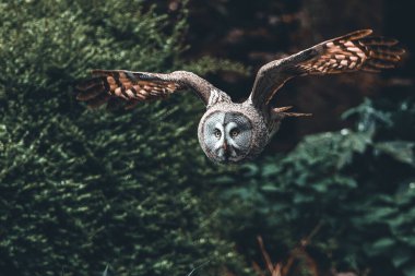 Bulanık arka planda ağaçlarla uçan büyük gri bir baykuş.