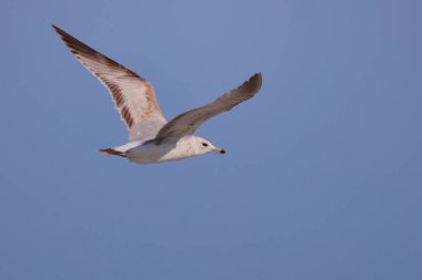 A closeup of the ring-billed gull flying in the sky. Larus delawarensis.