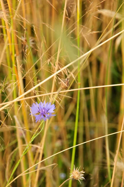 Vertical Shot Cornflower Blurry Background — Stock Photo, Image