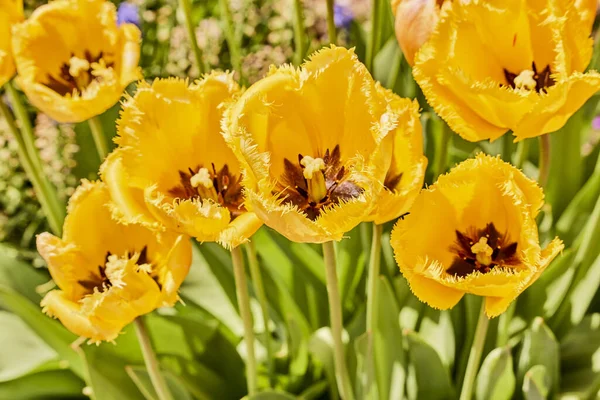 Yellow Tulips Garden Spring — Stok fotoğraf