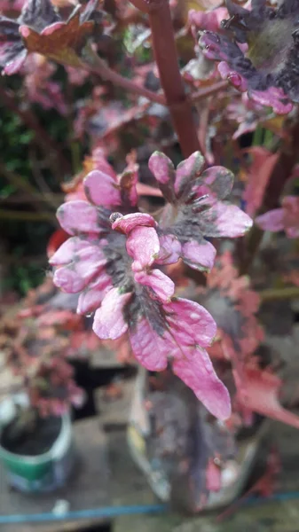 A closeup shot of a purple leaves plant growing in a pot on a sunny day with blurred background