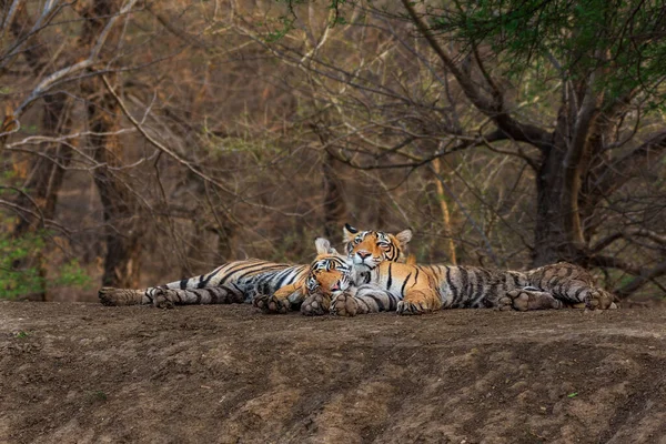 Tigers Sleep Peacefully Shade Trees Forest — Stock Photo, Image