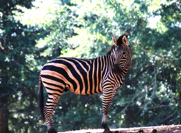 Closeup Lonely Zebra Standing Green Trees Sunlight — Stockfoto