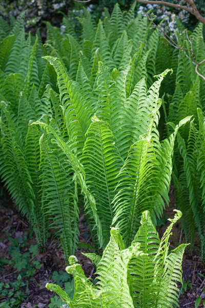 Vertical Shot Fern Plants Field — Stockfoto