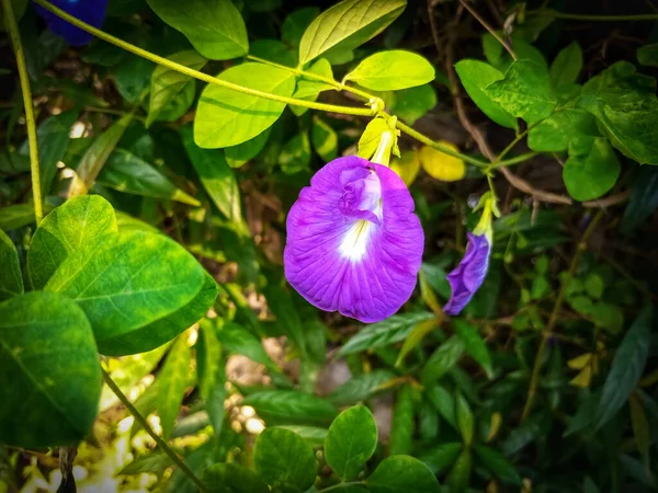 Butterfly pea, bluebellvine, blue pea, cordofan pea (Clitoria ternatea) this tendril flower is likened to having the shape of a human female genitalia