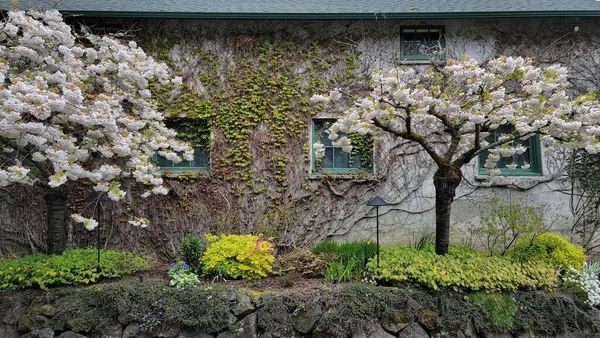 Beautiful Shot Bloomed Cherry Trees Ivy Plant Covered Building — Zdjęcie stockowe