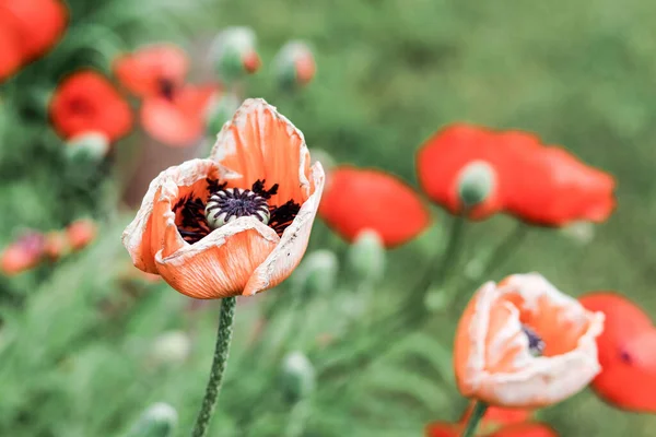 Wild Poppies Perennial Garden — Foto de Stock