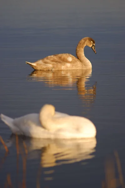 两只可爱的天鹅在湖中游泳时的垂直镜头 — 图库照片