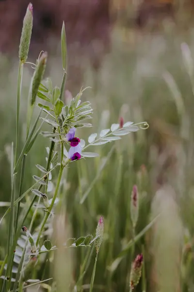 Vertical Closeup Shot Purple Wildflowers Reeds Field — Stock Photo, Image