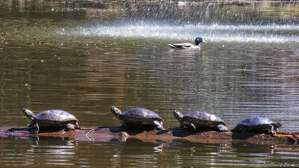 Piękne Ujęcie Rozszerzających Się Żółwi Dyszy Stojących Pływającym Pniu Drzewa — Zdjęcie stockowe