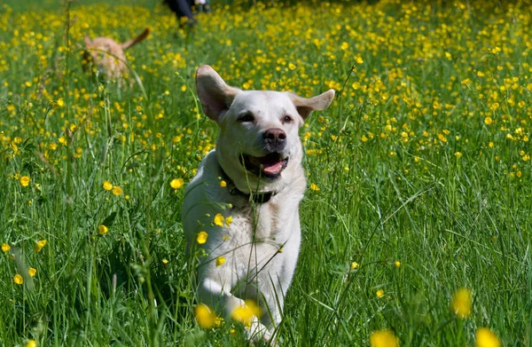 Happy old yellow labrador retriever dog in the middle of a field of yellow buttercup flowers in spring.