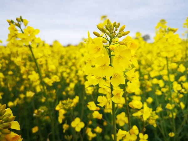 Selective Focus Shot Rapeseed Flowers Blooming Field Daytime Blurred Background — Stockfoto