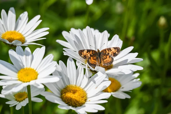 Close Shot Beautiful Pearl Crescent Butterfly Chamomile Flower Garden — Foto de Stock