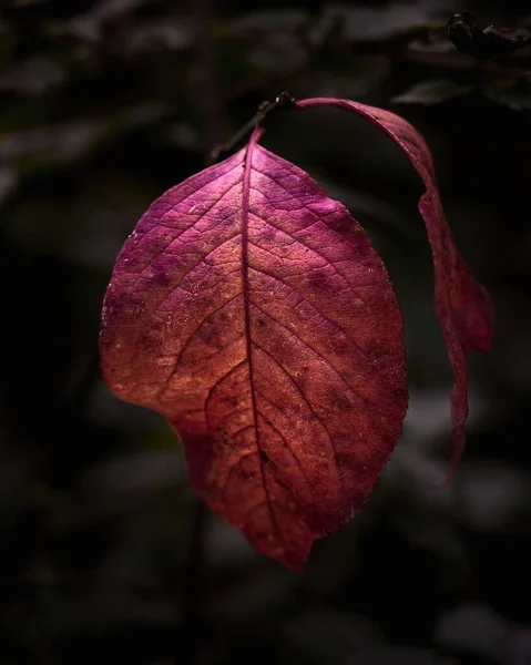 Vertical Closeup Bright Reddish Purple Leaves Dark Background — Stock Photo, Image