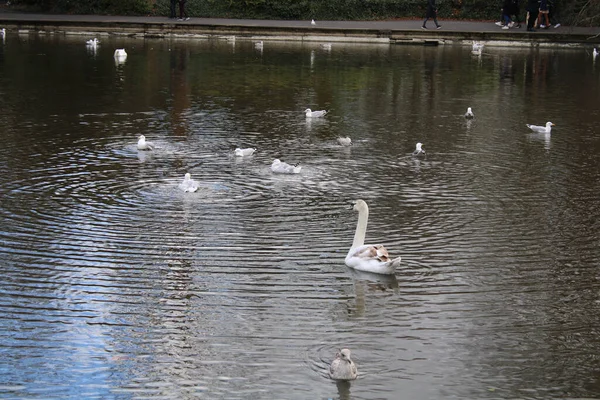 Closeup Shot White Swans Swimming Lake Dublin Ireland — 图库照片