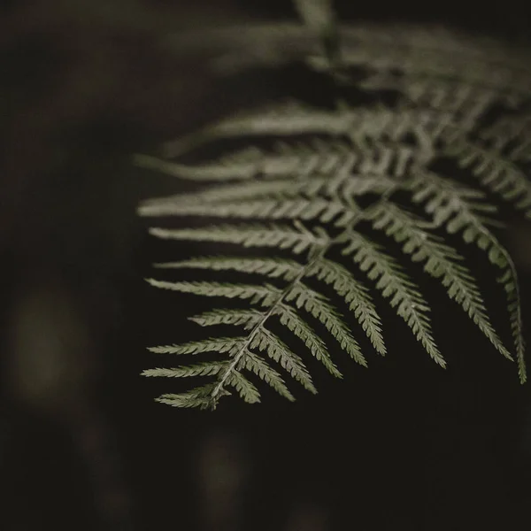 Close Shot Green Fern Grown Garden Spring — Foto de Stock