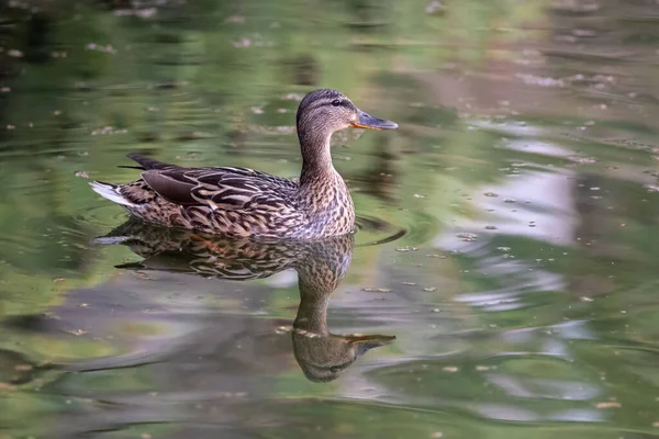 Selective Female Mallard Duck Wading Lake — Stockfoto
