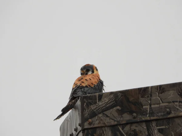 American Kestrel Falco Sparverius Also Known Sparrow Hawk Sky — Stock Photo, Image