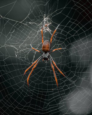 Yeerongpilly, Avustralya 'da bir örümceğin doğal ortamında seçici bir odak noktası.