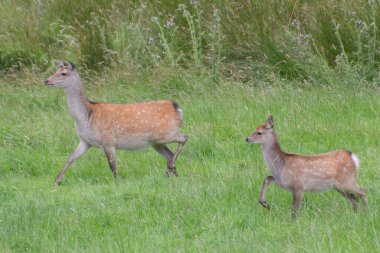 Two cute deer in Glendalough, Ireland