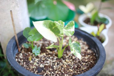 Tencerede büyüyen küçük bir bitkinin yakın çekimi.