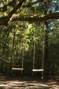 A vertical shot of two swings hanging from a tree along a trail in a campground in Charleston, USA
