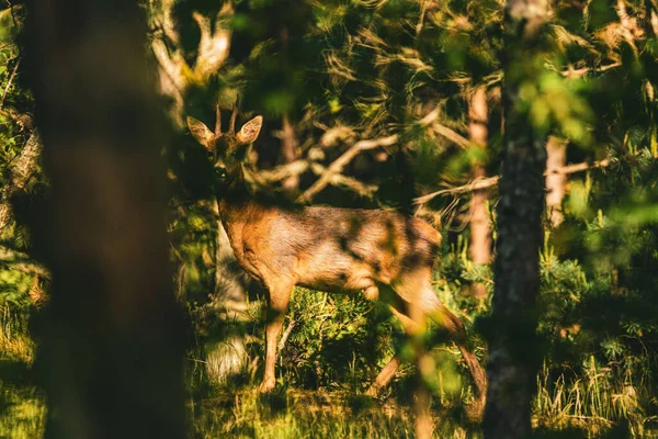 Young Deer Blurred Trees Background Stockholm Sweden — Stok fotoğraf