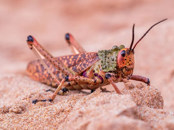 Closeup Shot Common Milkweed Locust Phymateus Morbillosus Plettenberg South Africa — Stock Photo, Image