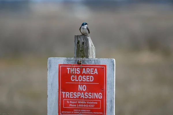 Small Cute Tree Swallow Bird Perched Wooden Post Warning Sign — Stock Photo, Image