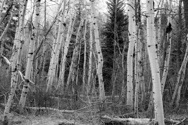Grayscale Vertical Shot Falling Aspens Trees Forest Daylight — Stock Photo, Image