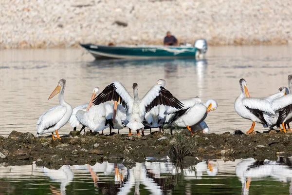 Местный Рыбак Лодке Рыбачит Пока Пеликаны Стоят Берегу — стоковое фото