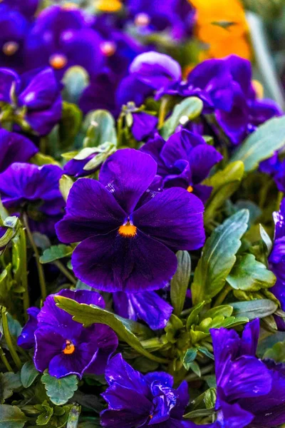 Vertical Closeup Violet Pansies Garden — Stock Photo, Image