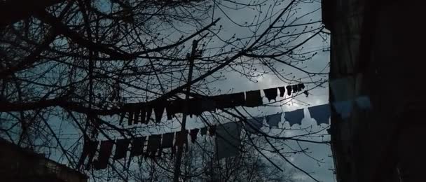 夕方の空に向かって服のラインと木の枝の映像 — ストック動画