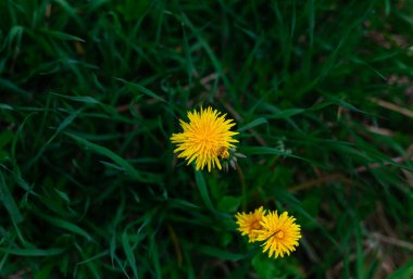 A top view of common dandelions (Taraxacum officinale) with yellow petals in a garden