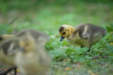 Yeşil bitkiler içinde sürüsüyle yürüyen küçük bir kaz yavrusunun yakın çekimi.