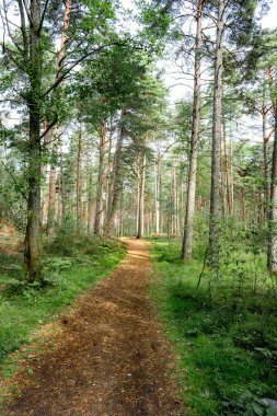 İsveç 'te güneşli bir günde güzel bir ormanın dikey görüntüsü.