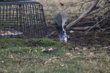 A beautiful view of cute, blue crows in the field