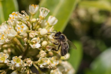 A closeup of honey bee on a yellow flower