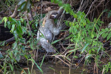 A closeup shot of a sloth crawling near a lake in Panama