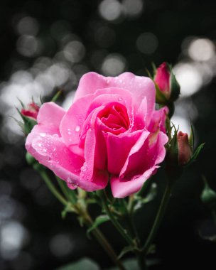A selective focus shot of a rose with water drops on it