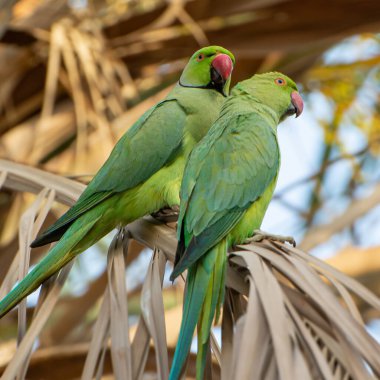 A beautiful shot of a couple of rose ringed parakeet perched on a dry palm tree frond in the garden on a sunny day with blurred background